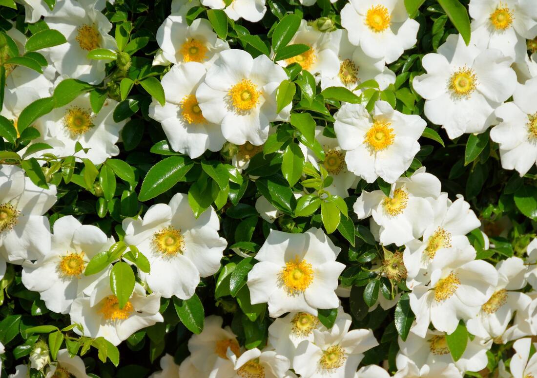 beautiful white gardenia flowers growing with green leaves everywhere