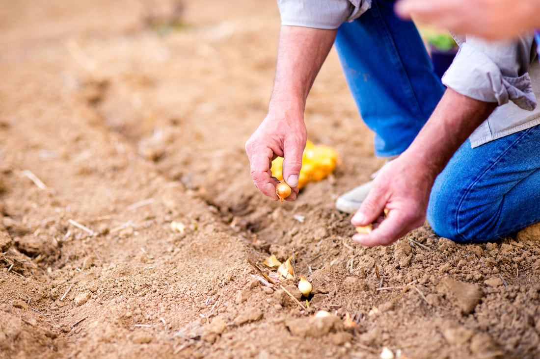 kneeling down planting seeds in rows of dirt