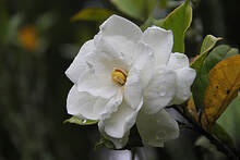close up of white gardenia flower