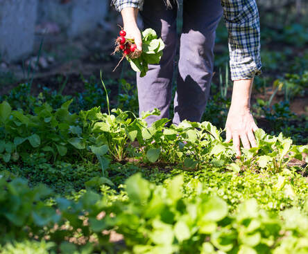 person harvesting radishes from garden beds