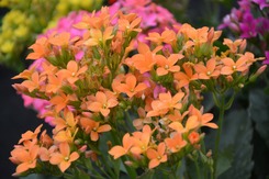 beautiful orange and pink Kalanchoe flowers